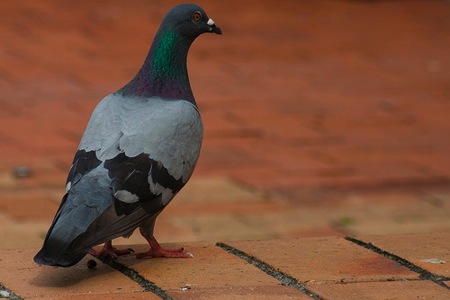 pidgeon from flickr